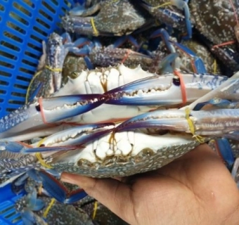 Ghẹ Xanh Và Những Điều Cần Lưu Ý