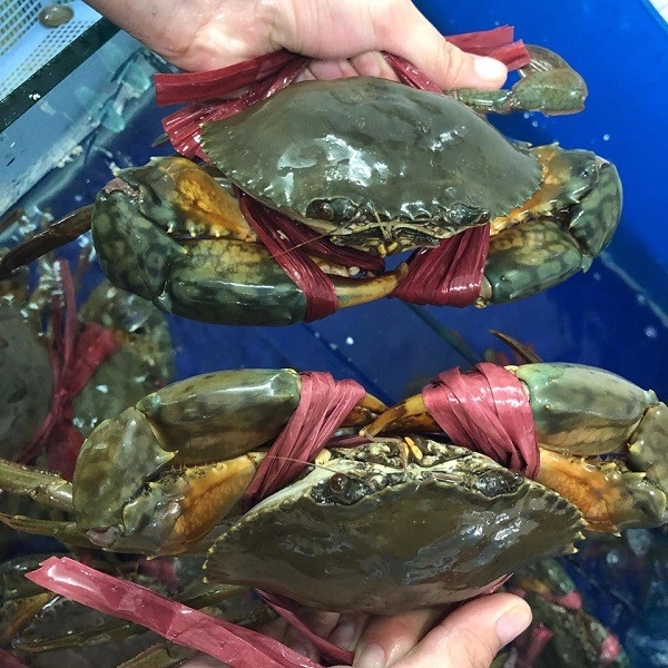 Cua Thịt Cà Mau tươi  - Sống